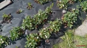 Плюсы и минусы чёрного агроволокна для виктории. Посадка тыквы.