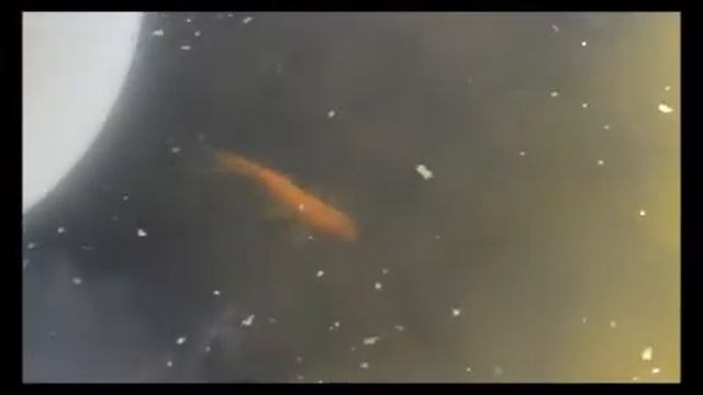 Заселение пруда рыбами. смотреть онлайн