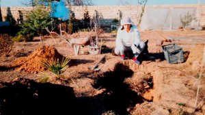 Обрезка дерева гранат на дачах апшерона и немного о компостных ямах.