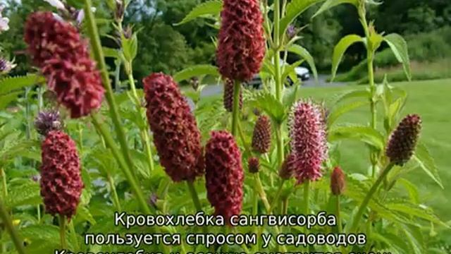 Трава кровохлебка: описание, полезные свойства, применение смотреть онлайн