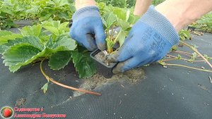 Способы размножения клубники усами и делением куста Как просто и быстро вырастить саженцы земляники