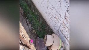 Борьба с шершнями. Нападение шершней. Гнездо шершней.