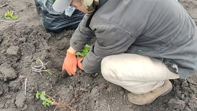 Посадка ремонтантной малины