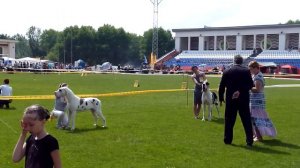 International exhibition on June, 19th 2011 Smolensk, a class juniors, Landgraf LIBERTE