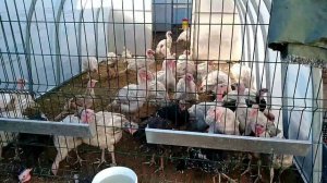 ПОДГОТОВКА КУРЯТНИКА К ЗИМЕ. БУНКЕРНАЯ КОРМУШКА.