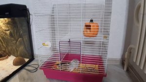 Содержание и кормление крыски  ? Уборка клетки крысы Сушеньки   ? Ручная крыса дамбо