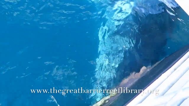 Megaptera novaeangliae - Humpback Whale смотреть онлайн