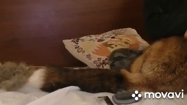 Зимы нет и лисички начали сбрасывать зимнюю шубку! смотреть онлайн