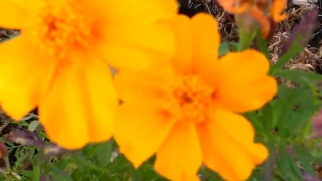 Tagetes tenuifolia (Garofano Indiano) medicinal plant смотреть онлайн