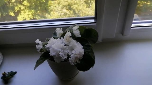 293. "Растишки", которые живут у меня дома! 🌱🥀🌵🌹#домашниецветы#влог#жаннаэйвазова