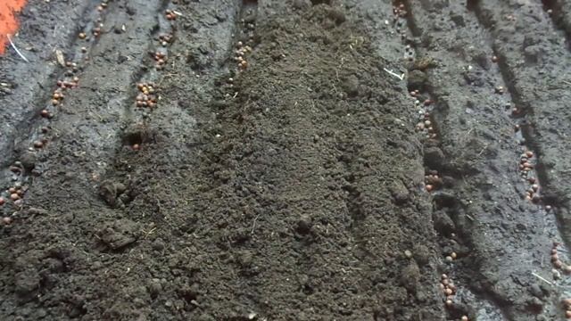 Посев капусты на рассаду в лоток. Ольга Чернова. смотреть онлайн