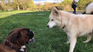 БОКСЕР НА ПРОГУЛКЕ.ВСТРЕЧА С СОБАКАМИ