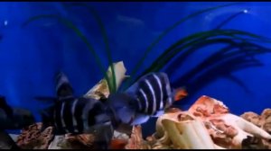 Цифотиляпия фронтоза Cyphotilapia frontosa Бурунди