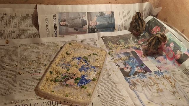 У перепелят начинают расти перья) стали немного лохматыми. смотреть онлайн