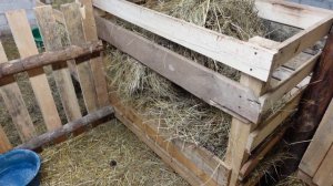 МОЛОДЫЕ БАРАШКИ | КАК ИХ СОДЕРЖАТЬ И ЧЕМ КОРМИТЬ