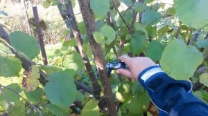 Надежный сучкорез для сада FISKARS L74