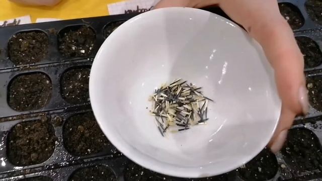 Садим бархатцы на рассаду Проверенный способ смотреть онлайн