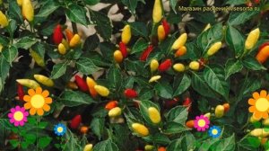 Перец Феникс (Перец Feniks). Краткий обзор: Перец Феникс описание характеристик, где купить Feniks