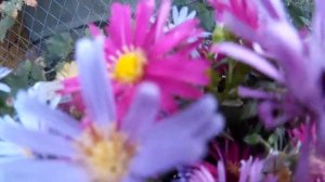 Симпатичный букет из сентябринок разного цвета