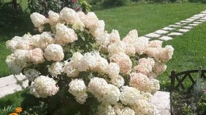 Гортензия метельчатая Пинки Винки, Бобо, Ванила фрайз  Сад, утро 8 августа 2021