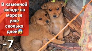 Щенки выкинуты на мороз, где люди не живут, Срочно❗им нужен дом времени мало