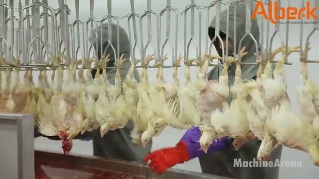 Chicken Hatchery Technology - Raising Broiler Farm - Modern Poultry Slaughter & Processing Plant