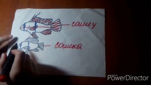 Как определить пол у хромисав