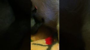 Кормление новорожденных щенков порода Мопс