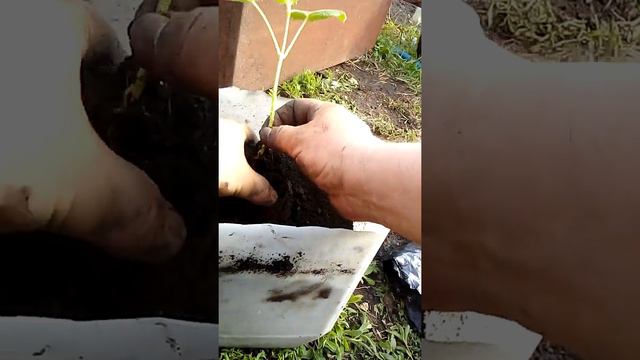 Пересадка Павловния PAO TONG Z07 из стаканов в канистры смотреть онлайн