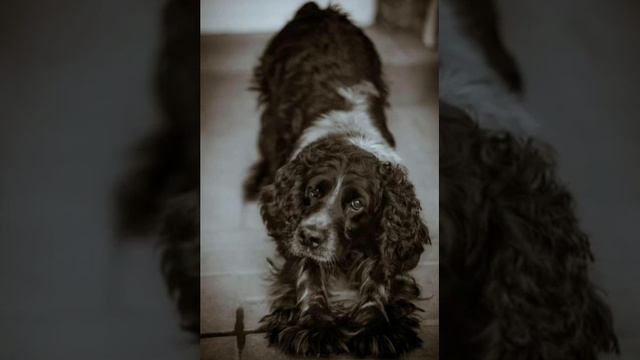 Порода собак-русский охотничий спаниель смотреть онлайн