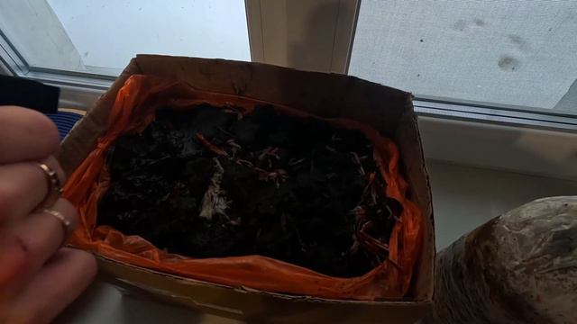 Домашние шампиньоны #еда #cooking #грибы #chef #kichen #эноки #шампиньоны #mushrooms #champignons смотреть онлайн