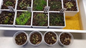 Результаты посадки семян утрикулярий спустя полтора месяца (utricularia seed)