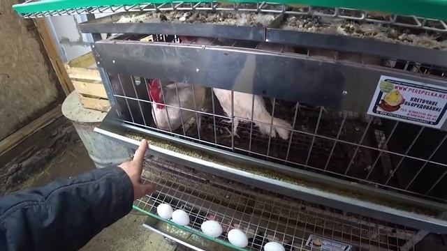 ? РАСКЛЕВ ПТИЦЫ, ЧТО ДЕЛАТЬ!? смотреть онлайн