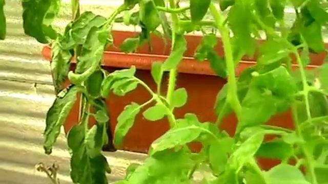 Фитофтора на помидорах. смотреть онлайн