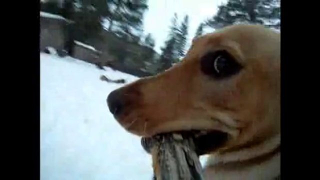 Игры с собакой  