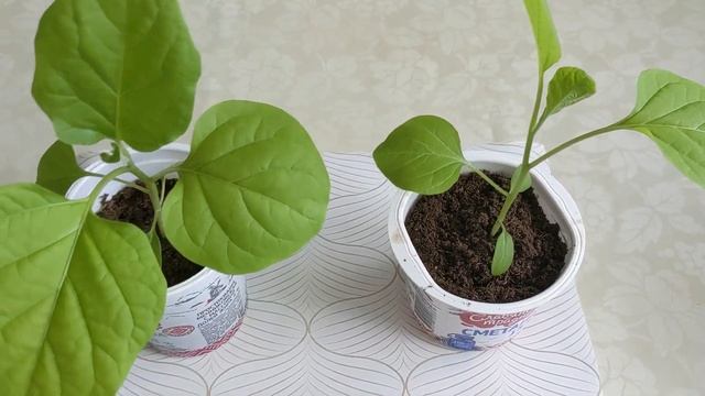# 168. Покупки из Светофора для нашего участка. Обзор моей рассады 2023. Загородная жизнь с нуля