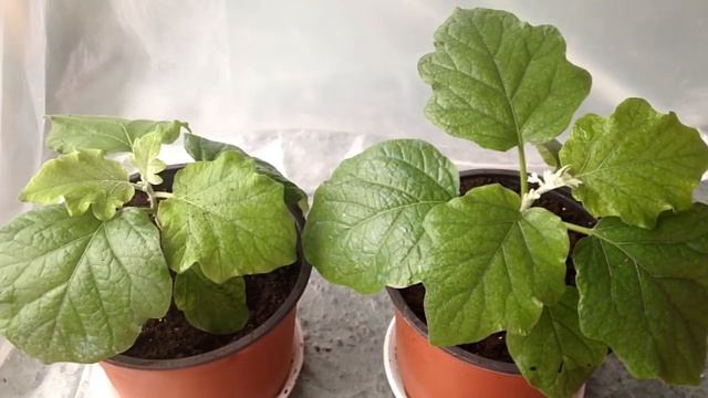 Баклажаны в горшке(часть-1).Баклажаны выращивание в горшке зимой в теплице. смотреть онлайн