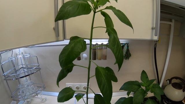 Как вырастить перцы на балконе. От А до Я смотреть онлайн