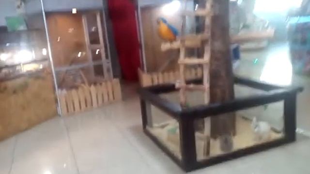 Выставка ЖИВОТНЫХ В Санмел смотреть онлайн