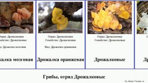 Грибы, отряд Дрожалковые fungus Дрожалка листоватая Tremellales Ложноежовик Jams Frailach Jammy