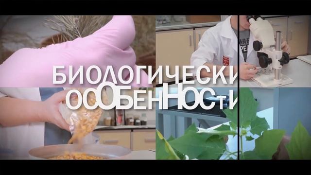 Пшеничный клоп (Blissus leucopterus (Say)) смотреть онлайн