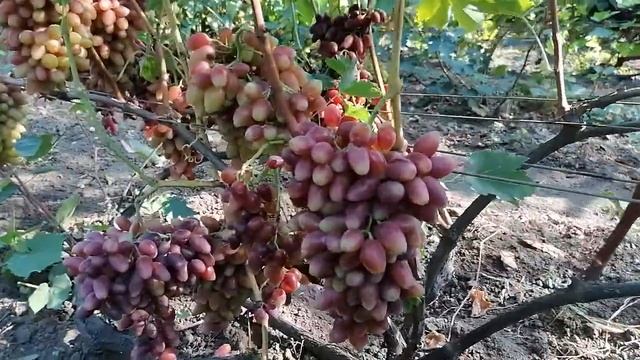 Столичный красавец смотреть онлайн