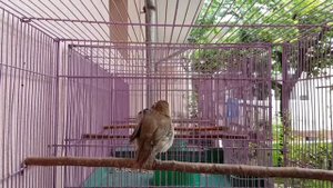Соловей хафиз(luscinia Hafiziy)