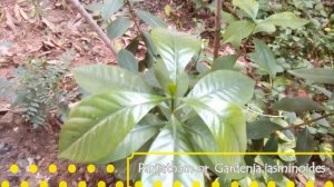 Parijatham & Parijat Plant Difference / Parijatham Plant / Parijat Plant / Pavazhamalli Plant