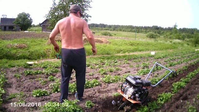 2016 год . Рыхление междурядий с последующим окучиванием .