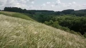 Волны ковыля