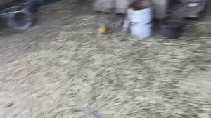 Высокая температура у теленка !Беда не приходит одна !!!