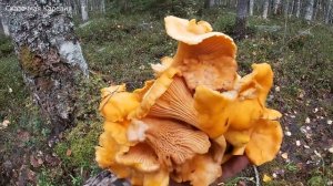 Грибы не кончаются - как собирать много грибов! Старые Грибные Места - Грибы 2020