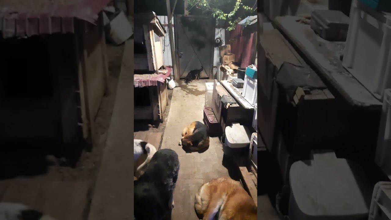 Собачий чикотило шагает по стране