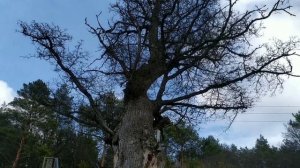 Свято-Введенский Макариевский Жабынский Монастырь.